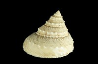 藏品(白鐘螺)的圖片